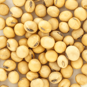 <p>Gekiemde soya proteïne