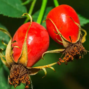 <p>Vitamine C uit de rozenbottelvrucht