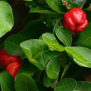 <p>Acerola (natürliche Vitamin C-Quelle)