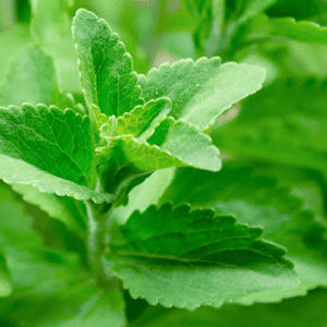 <p>Steviol glycosides from Stevia