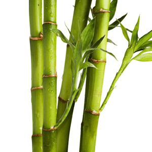 <p>Bamboe Extract