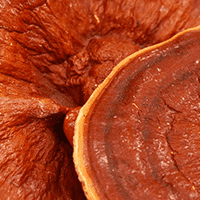 <p>Gesteelde lakzwam